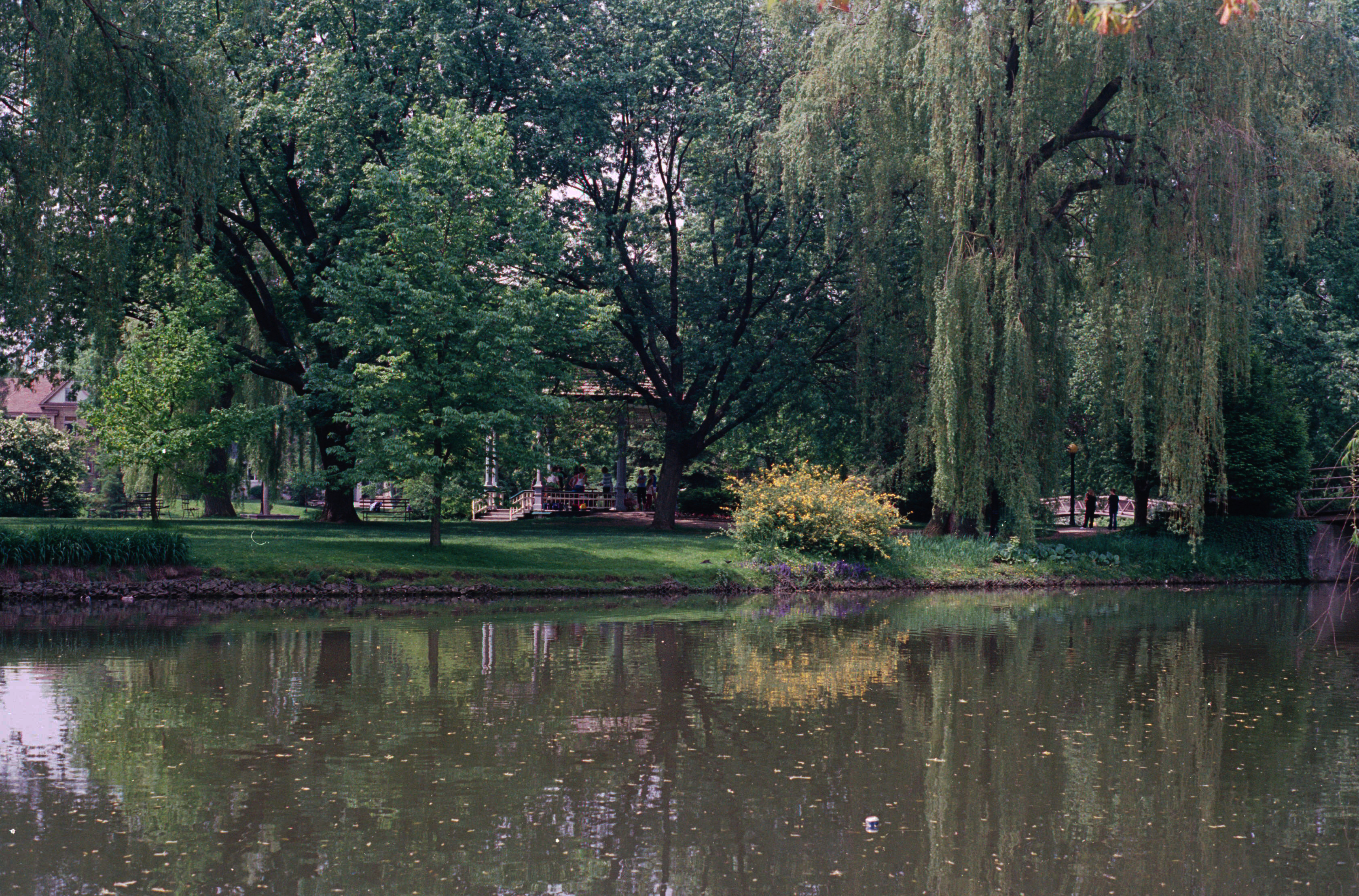 Sauces llorones, versión tratada